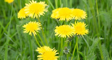 Днем небольшой дождь: погода в Днепре и области 9 апреля