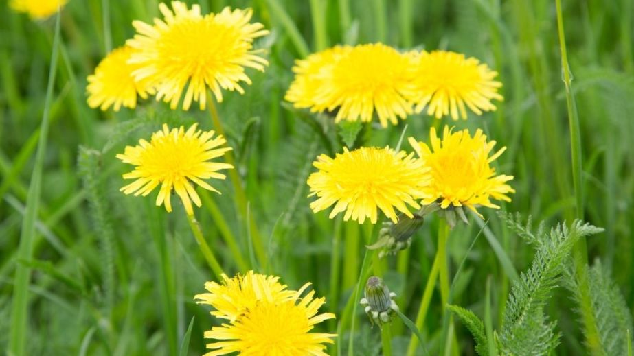 Вдень невеликий дощ: якою буде погода у Дніпрі та області 9 квітня