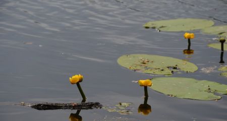 На Левобережном канале в Каменском зацвели редкие водные растения из Зеленой книги Украины (ФОТО)