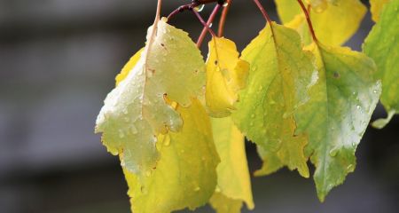 Якою буде погода у Дніпрі 19 жовтня