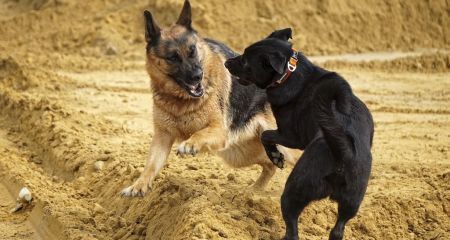 Гроші на крові тварин: у Криворізькому районі викрили місце незаконних собачих боїв (ФОТО)