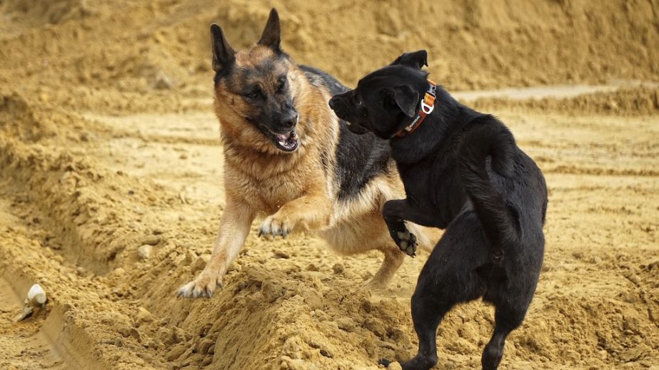 Деньги на крови животных: в Криворожском районе разоблачили место незаконных собачьих боев (ФОТО)