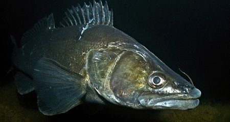 Рыбалка прошла не зря: в Днепре выловили огромного судака (ФОТО)