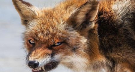 На Дніпропетровщині зростає ризик зараження сказом через активність тварин і наслідки війни