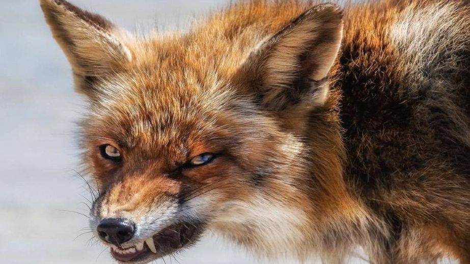 На Днепропетровщине растет риск заражения бешенством из-за активности животных и последствий войны