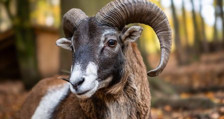 Рідкісне явище для нашого регіону: на Дніпропетровщині помітили зграю диких кіз (ВІДЕО)