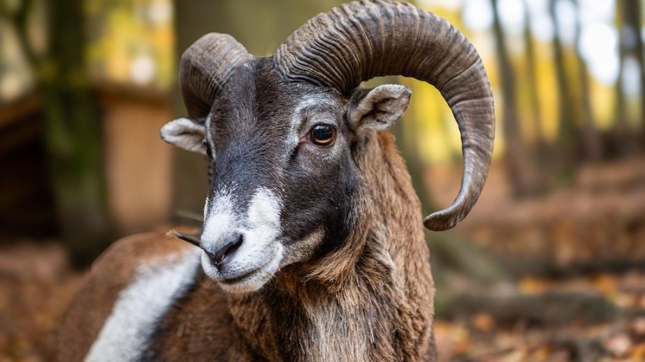 Рідкісне явище для нашого регіону: на Дніпропетровщині помітили зграю диких кіз (ВІДЕО)