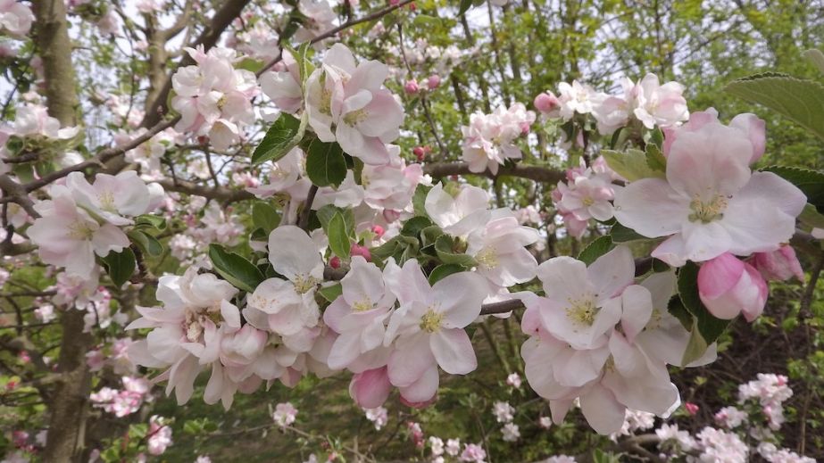 У парку Глоби в Дніпрі гілка впала на тир та розчавила його вщент (ВІДЕО)