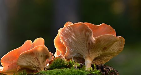 В Днепре обнаружили сразу два вида редких грибов (ФОТО)