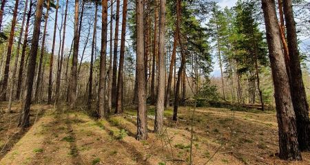 На популярному курорті Дніпропетровщини сосна ледь не прибила відпочивальників (ВІДЕО)