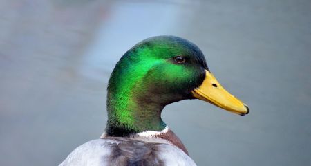 В канализационном озере после порыва трубы в Днепре поселились дикие утки (ВИДЕО)