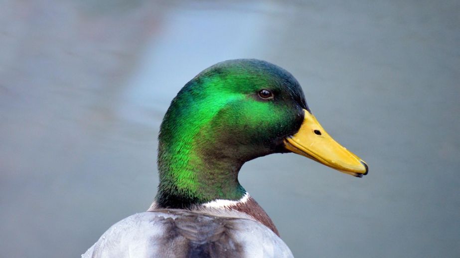 У каналізаційному озері після пориву труби у Дніпрі оселилися дикі качки (ВІДЕО)