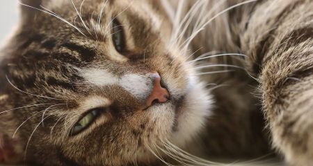 Жахіття у Кривому Розі: діти скинули кішку з 8 поверху між сходами (ФОТО 18+)