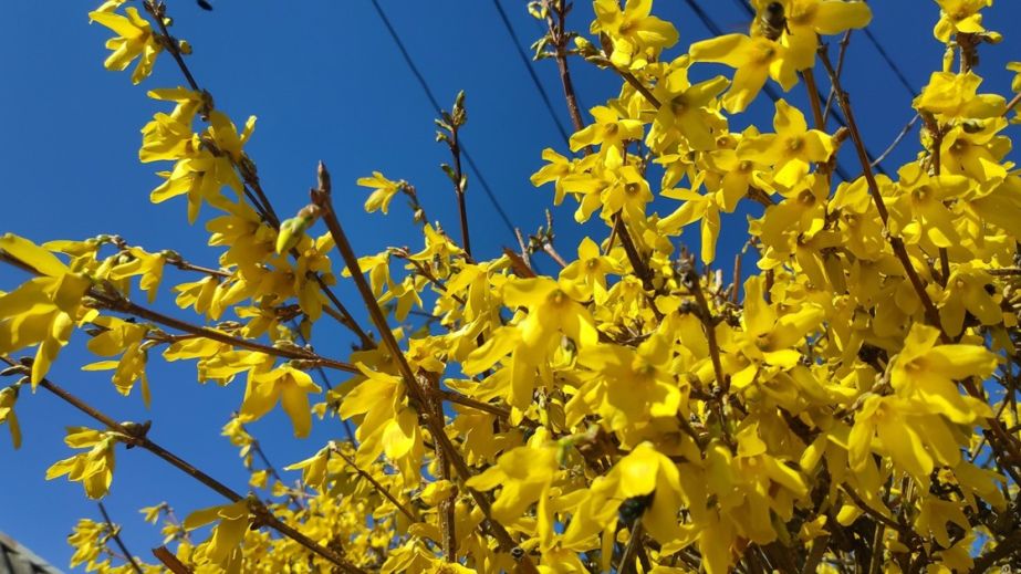 Вдень місцями невеликий дощ: якою буде погода у Дніпрі та області 24 березня