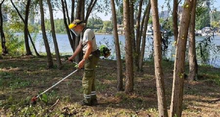 В Днепре на Монастырском острове активно косят аморфу