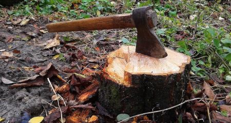 "Черные" лесорубы спилили в Днепре около сотни 100-летних деревьев (ФОТО)