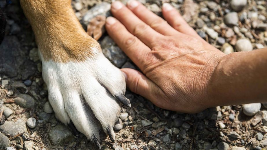 У Нікополі рятували собаку, який впав в яму через ворожий обстріл (ВІДЕО)
