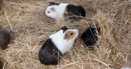 Спасение животных: в Днепропетровской области эвакуировали морских свинок, которых в подвале нашел военный (ВИДЕО)