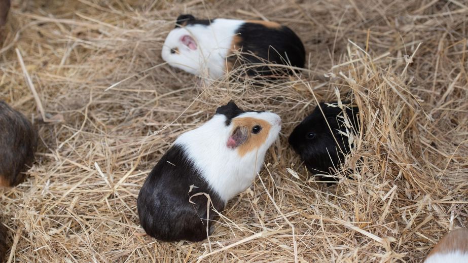 Порятунок тварин: на Дніпропетровщині евакуювали морських свинок, яких у підвалі знайшов військовий (ВІДЕО)
