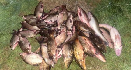 От белого амура до сазана: браконьеры в Никопольском районе выловили более 100 кг рыбы