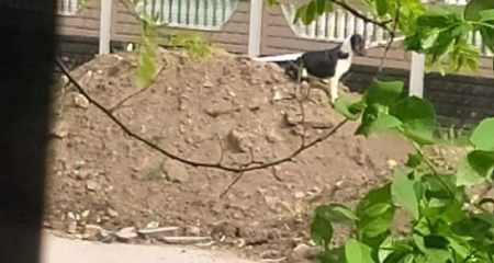 В Кривом Роге спасли бездомную собаку, которую закопали во время ремонта трубопровода (ВИДЕО)