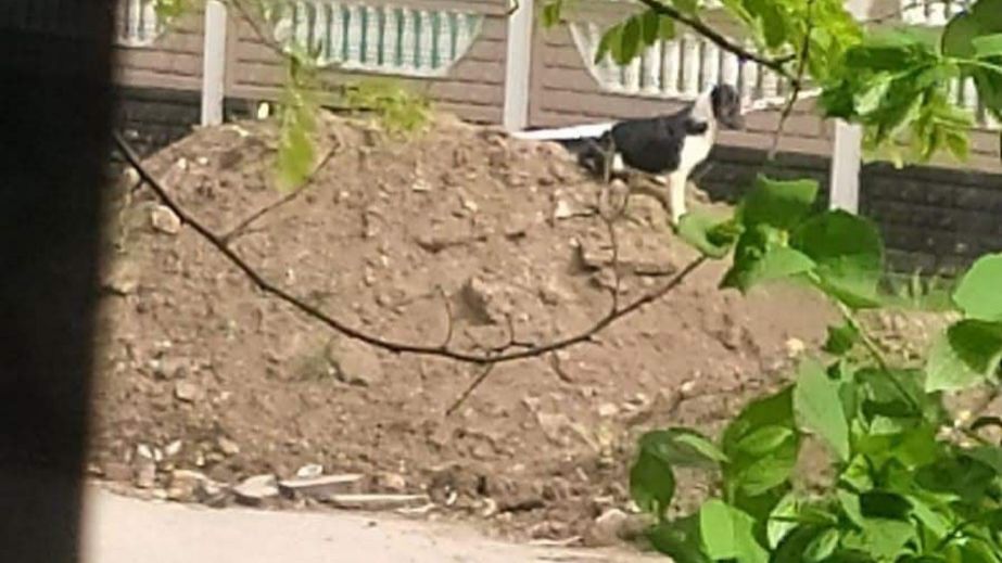 У Кривому Розі врятували безпритульного собаку, якого закопали під час ремонту трубопроводу (ВІДЕО)