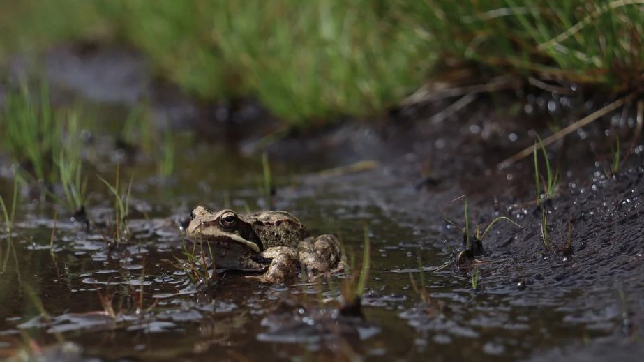 Как на водоеме на Днепропетровщине две змеи делили лягушку (ВИДЕО)