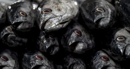 На Дніпропетровщині виявили купу мертвої риби (ВІДЕО)