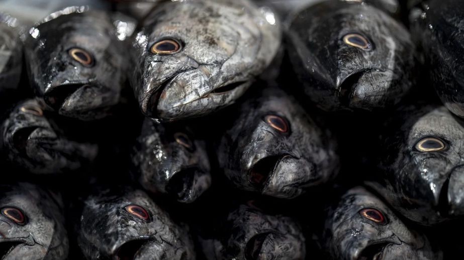 На Дніпропетровщині виявили купу мертвої риби (ВІДЕО)