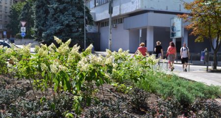 В центре Днепра воруют цветы в парке Шевченко