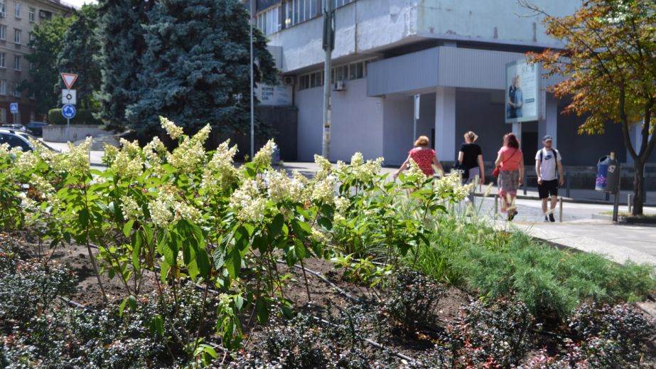 У центрі Дніпра крадуть квіти у парку Шевченка