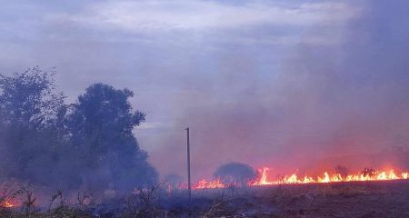 Масштабна пожежа полях на Дніпропетровщині ледь не зруйнувала притулок для евакуйованих з війни тварин (ФОТО)