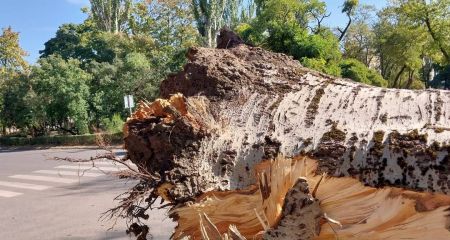 У Дніпрі на Яворницького велетенська гілка тополі впала на п’ять легковиків (ВІДЕО)