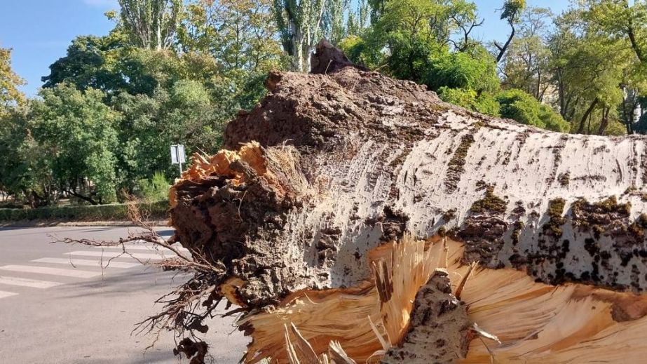 В Днепре на Яворницкого гигантская ветвь тополя упала на пять легковушек (ВИДЕО)