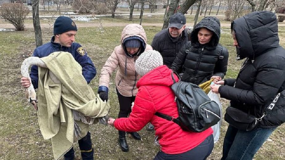 В городе на Днепропетровщине спасали заблудившегося в центре лебедя (ВИДЕО)