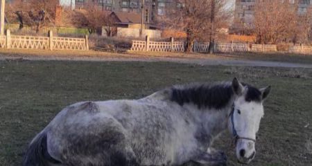 В Кривом Роге посреди футбольного поля на стадионе поселился конь (ФОТО)