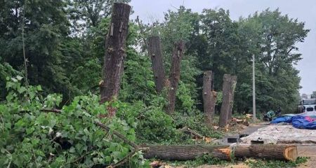 У Кривому Розі витратять понад мільйон гривень на видалення дерев біля навчальних закладів