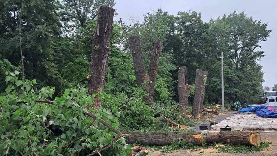 У Кривому Розі витратять понад мільйон гривень на видалення дерев біля навчальних закладів