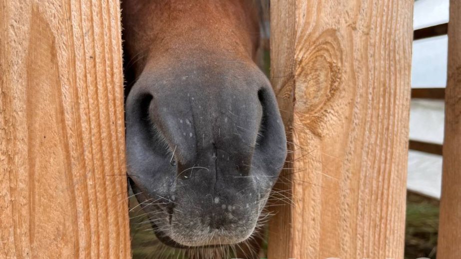 У Кривому Розі кінь помер посеред вулиці, а власник зник з місця події (ФОТО, ВІДЕО 18+)