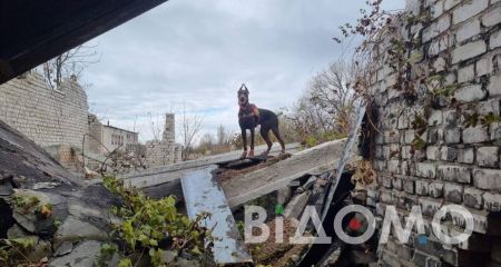 В Павлограде из парка выгнали женщин с собаками, которые спасли десятки жизней (ФОТО)