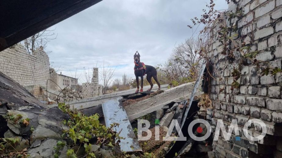 В Павлограде из парка выгнали женщин с собаками, которые спасли десятки жизней (ФОТО)