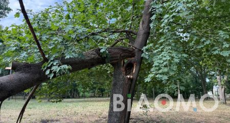 Сломанные ветки, поваленные деревья: Павлоград приходит в себя после непогоды (ФОТО, ВИДЕО)