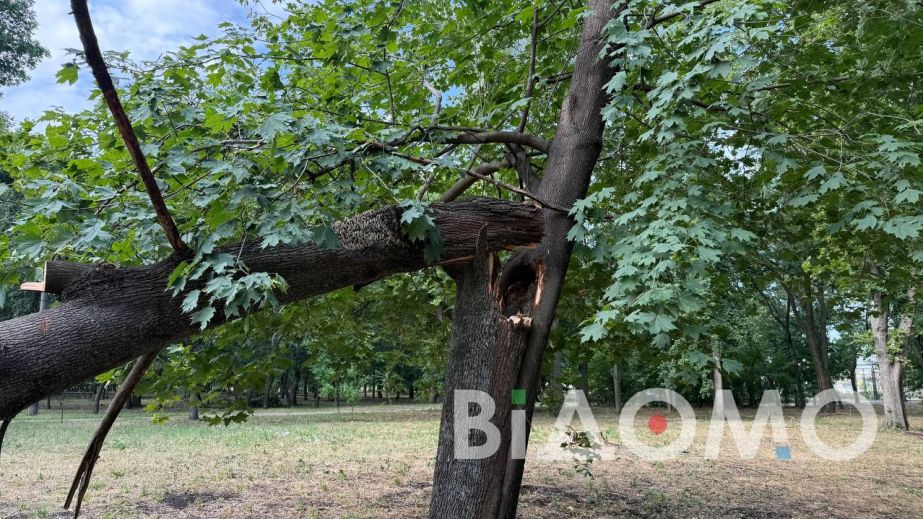 Сломанные ветки, поваленные деревья: Павлоград приходит в себя после непогоды (ФОТО, ВИДЕО)