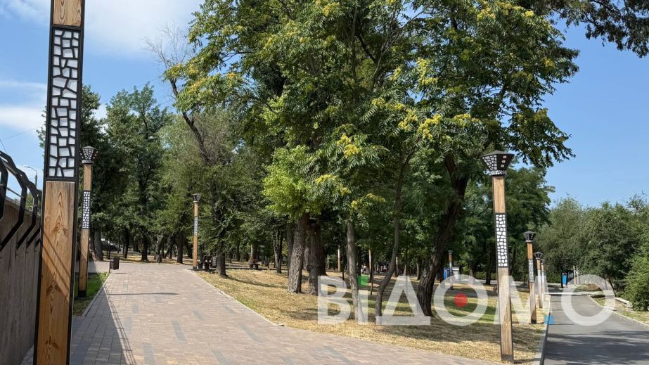 Масштабное озеленение в Днепре: город планирует купить редкие деревья на 5 млн грн: что известно