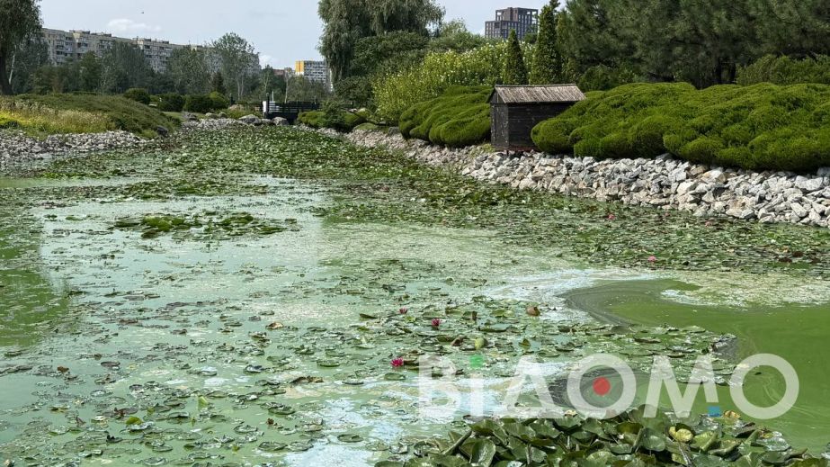Різкий запах і зелена жижа: як у Дніпрі зацвіла прибережна зона річки (ФОТО, ВІДЕО)