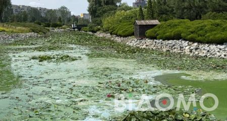 Вместо озера болото: в Днепре водоем в яхт-клубе "Сич" покрылся зеленой пленкой (ФОТО)
