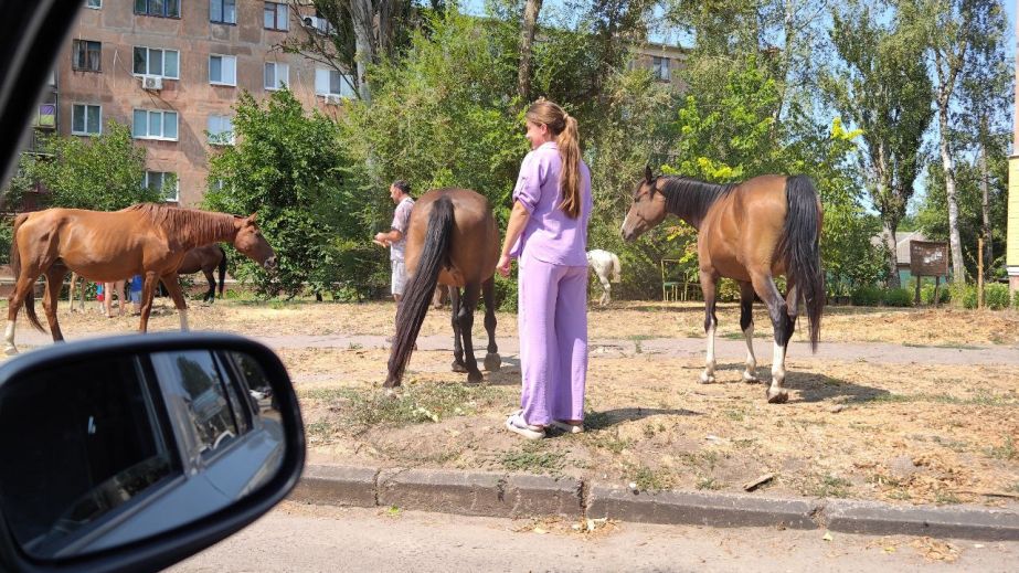 В Марганце на улице заметили табун лошадей (ВИДЕО)