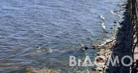 Медузи у Дніпрі: несподіваний гість чи загроза для екології (ФОТО, ВІДЕО)