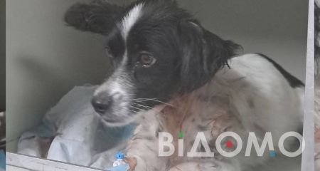 У Павлограді врятували собаку, якому резинкою ледь не перерізали горло (ФОТО)