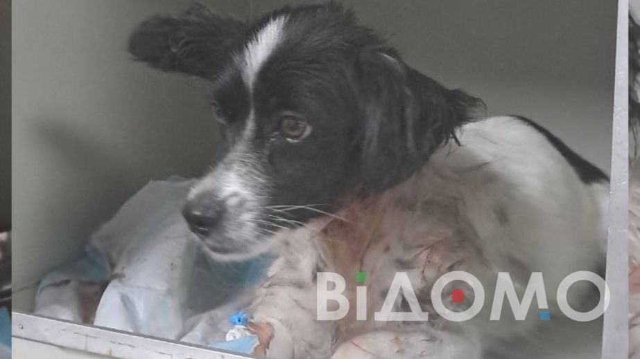 У Павлограді врятували собаку, якому резинкою ледь не перерізали горло (ФОТО)